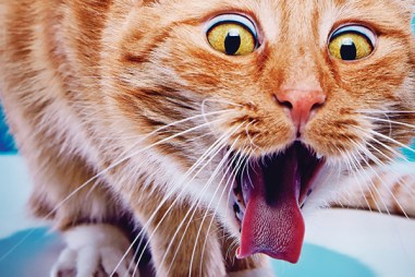Cat-coughing-up-hairball