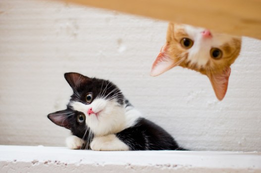 funny-cat-pictures-045-029