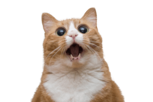 Cat meow