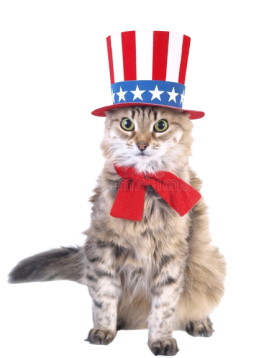 patriot_cat-removebg-preview (1)