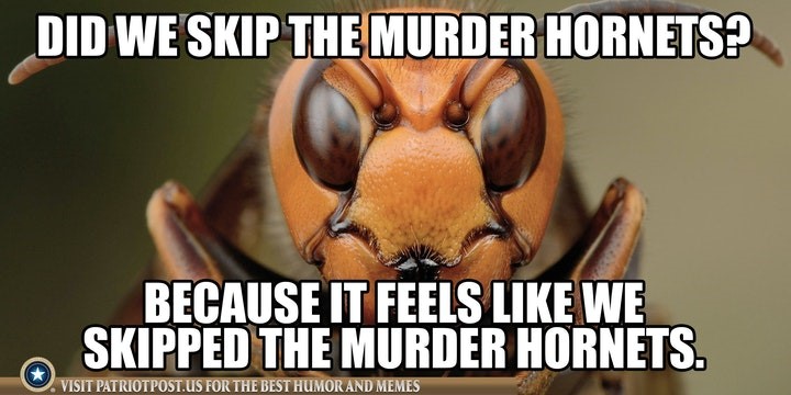 murder hornets