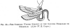 FIG. 36.THE SYMBOLIC WINGED SERPENT OF THE GODDESS MERSOKAR OR MELSOKAR. (<i>After W. R. Cooper</i>.)