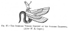 FIG. 37.THE SYMBOLIC WINGED SERPENT OF THE GODDESS EILEITHYA. (After W. R. Cooper.)