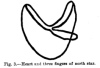 Fig. 3.Heart and three fingers of north star.