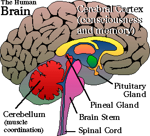 [third+eye+-+pineal+gland.gif]
