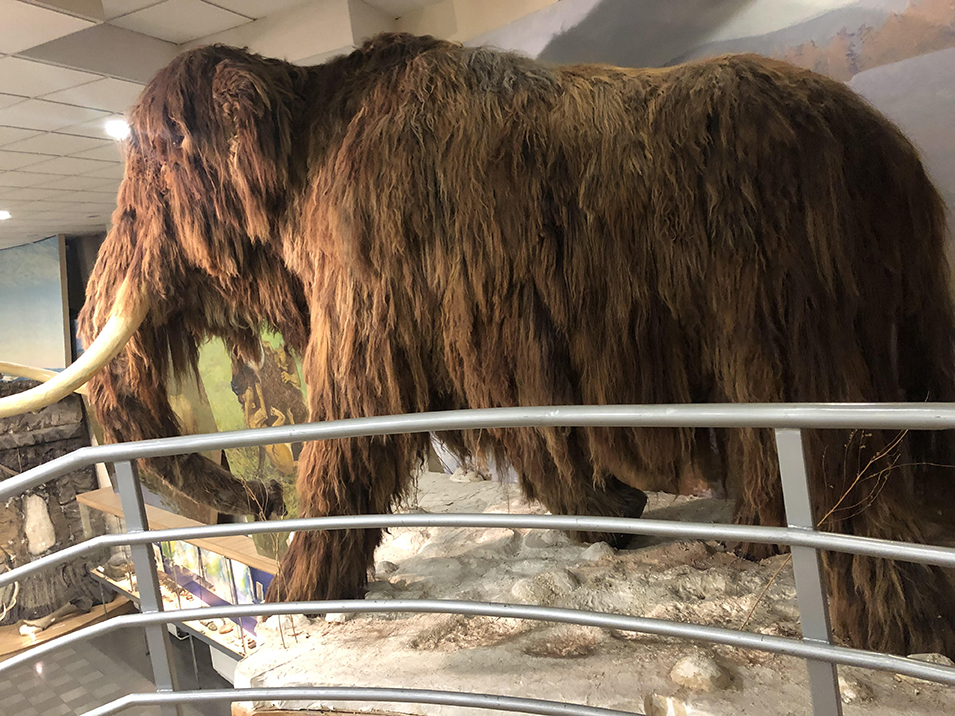Шерстистый Мамонт Wooly Mammoth